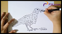 How to Draw a Crows Bird Step by Step