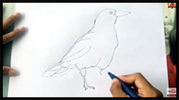 Crow Drawing Easy
