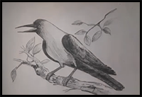 Indian Crow Drawing Using Pencil