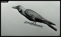 How to Draw Crow Easy and Step by Step or Shading for Beginners