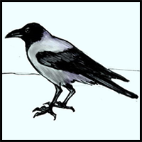 How to Draw a Crow Tutorial