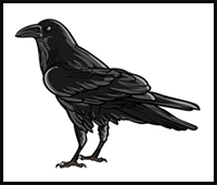 How to Draw a Crow – A Step by Step Guide