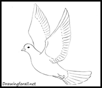 How to Draw a Dove for Beginners