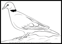 How to Draw a Dove