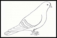 How to Draw a Dove Step by Step