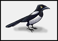 How to Draw a Magpie Bird