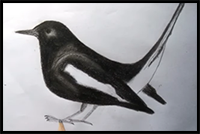 How to Draw a Magpie Easy Step by Step (Magpie Robin)
