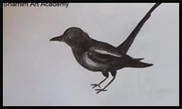 How to Draw Magpie Bird