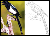 How to Draw a Magpie Tutorial