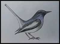 How to Draw Magpie Step by Step (Very Easy)