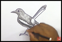 How to Draw Easy Magpie Step by Step