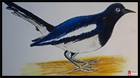 How to Draw Magpie Step by Step