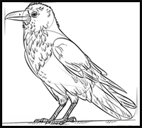 How to Draw a Raven