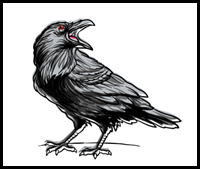 How to Draw A Raven – A Step by Step Guide