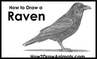 How to Draw a Raven (or Crow)