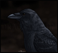 How to Draw Ravens