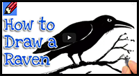 How to Draw a Raven Real Easy