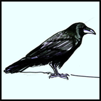 How to Draw a Raven Tutorial