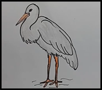 How to Draw Stork