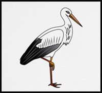 How to Draw a STORK Step by Step