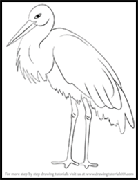 How to Draw a Stork