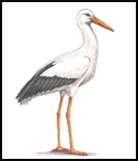 How to Draw a Stork