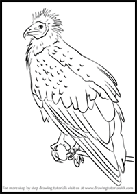 How to Draw an Egyptian Vulture