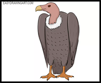 How to Draw a Vulture for Kids | Vulture Drawing Lesson