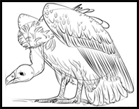 How to Draw a Vulture