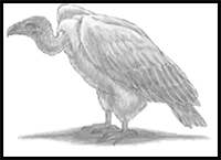 How to Draw a Vulture