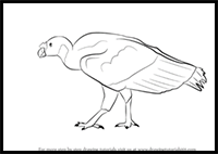 How to Draw a Vulture

