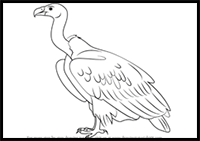 How to Draw a White-Rumped Vulture