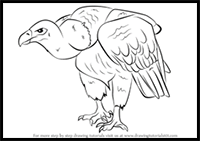 How to Draw a Griffon Vulture