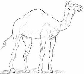 How to Draw Camels : Drawing Tutorials & Drawing & How to Draw Camels