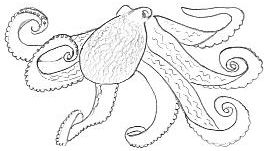 How to draw Illustrated octopus