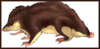 How to draw and color opossums