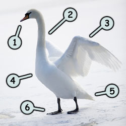 How to draw swans
