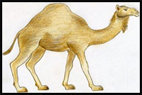 how to draw a camel