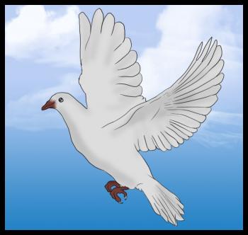 Easy Step by Step Instructions for How To Draw White Doves