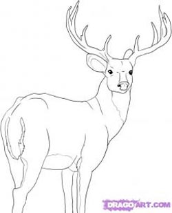 How to Draw Deer : Drawing Tutorials & Drawing & How to Draw Deer