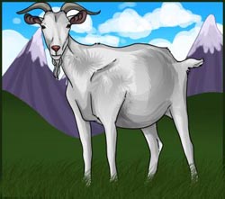 Easy Step by Step Instructions for How to Draw Realistic Billy Goats