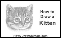 how to draw a detailed kitten head