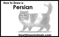 how to draw a persian cat