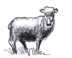 How to Draw Sheep : Drawing Lessons