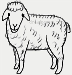 How to Draw a Sheep : Drawing Lessons