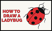 How to Draw a Ladybug - Really Easy Drawing Tutorial