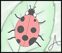 How to Draw a Ladybird