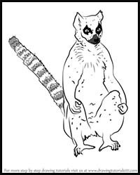 How to Draw a Lemur Catta