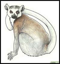 How to Draw a Lemur