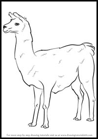 How to Draw a Llama